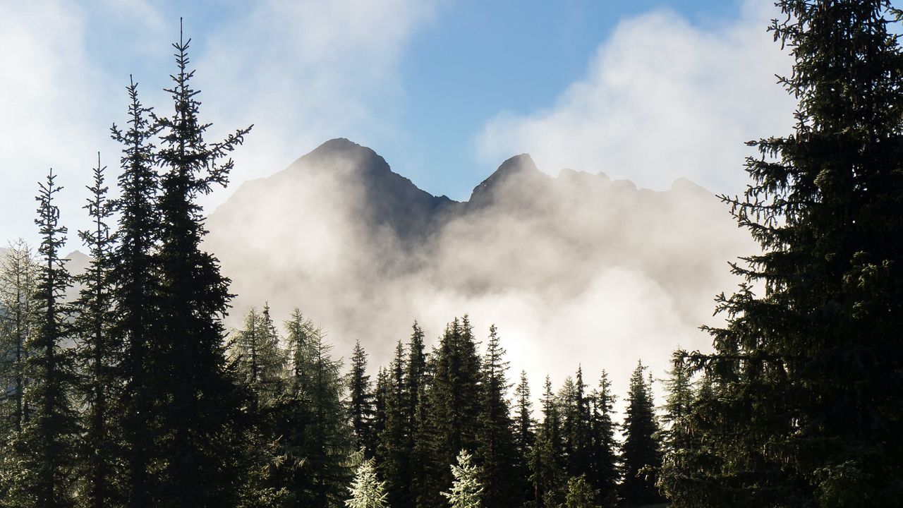 Обои горы, лес, деревья, туман, природа