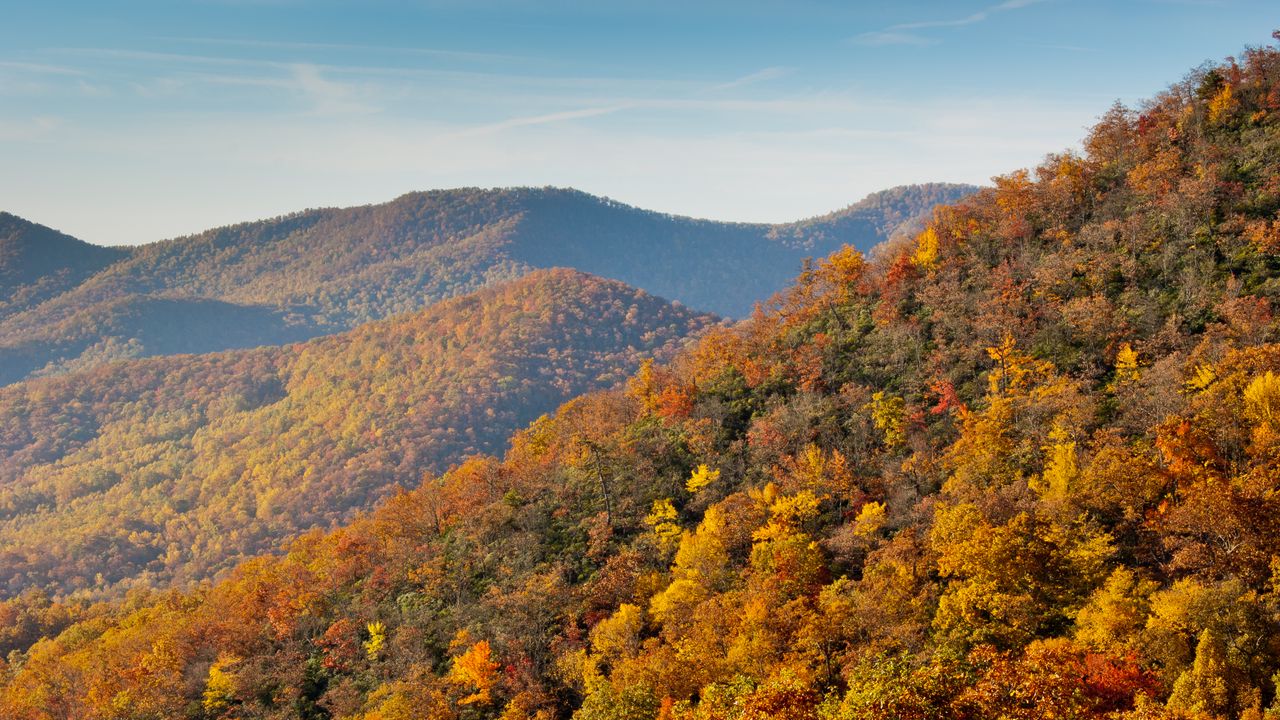 Обои горы, лес, деревья, осень, пейзаж, желтый