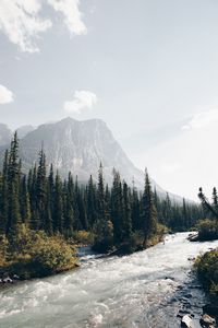 Превью обои горы, лес, ели, деревья, река, поток
