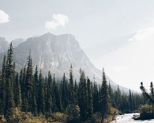 Превью обои горы, лес, ели, деревья, река, поток