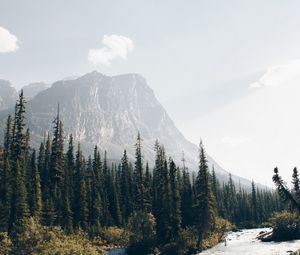 Превью обои горы, лес, ели, деревья, река, поток