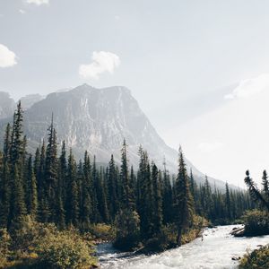 Превью обои горы, лес, ели, деревья, река, поток