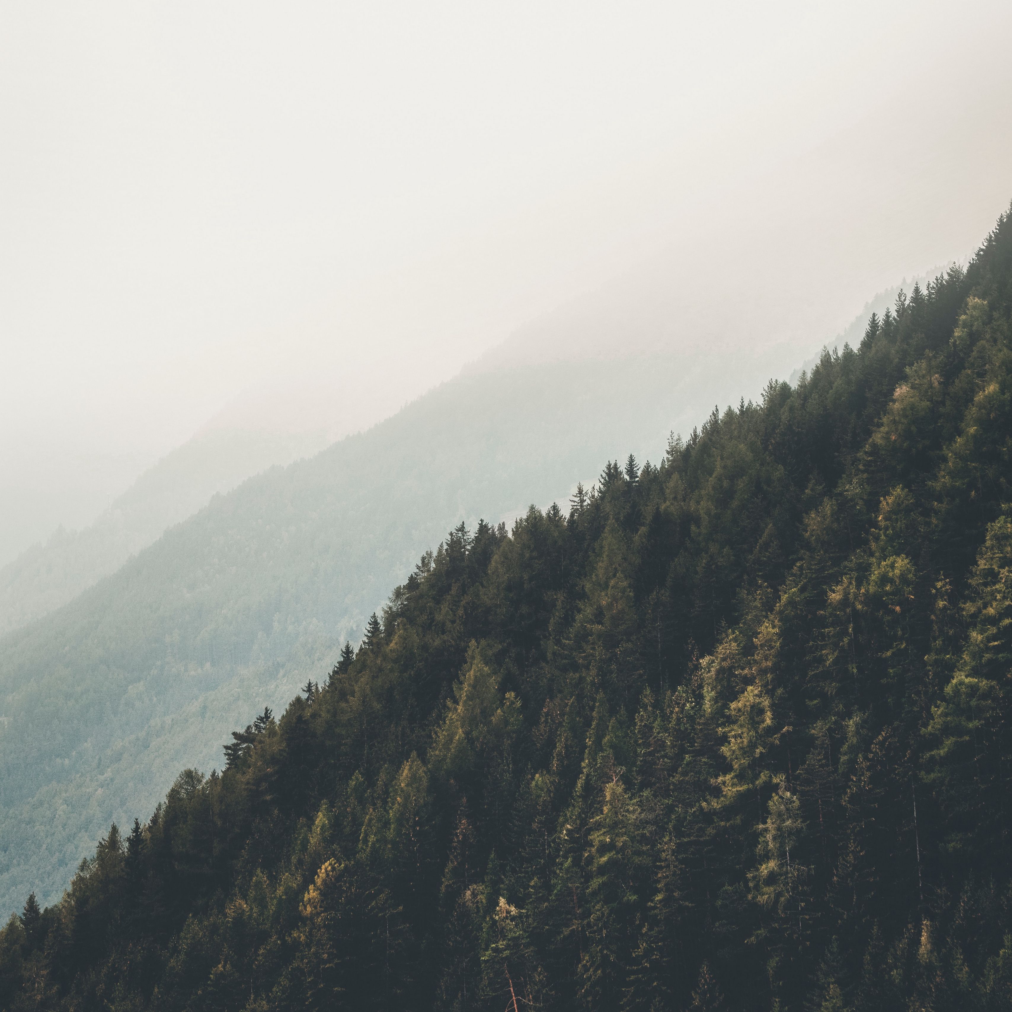 Хвойный лес горы туман