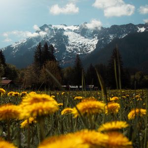 Превью обои горы, лужайка, цветы, трава, пейзаж