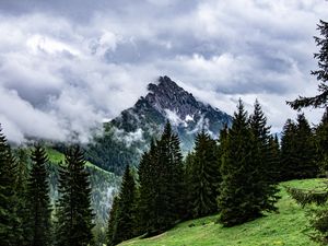 Превью обои горы, скалы, ель, деревья, облака, туман