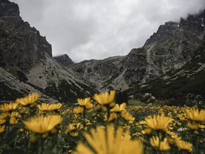 Превью обои горы, скалы, цветы, желтый, полевые цветы