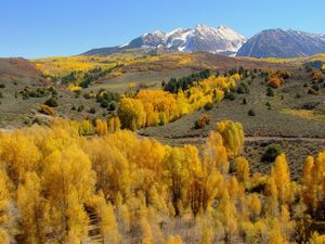 Превью обои горы, склоны, деревья, желтые, осень