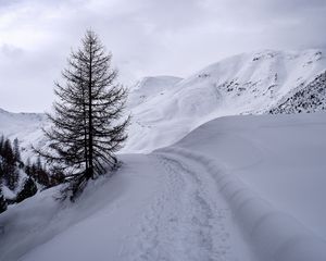 Превью обои горы, снег, тропинка, дерево, зима