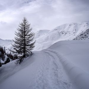 Превью обои горы, снег, тропинка, дерево, зима