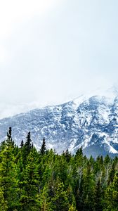 Превью обои горы, снег, вершины, деревья