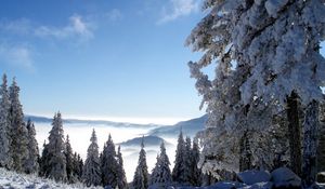 Превью обои горы, снег, высота, туман, деревья