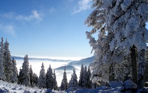 Превью обои горы, снег, высота, туман, деревья