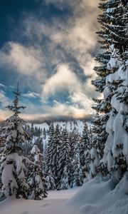 Превью обои горы, снег, зима, ели, ветки, небо