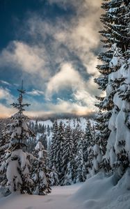 Превью обои горы, снег, зима, ели, ветки, небо