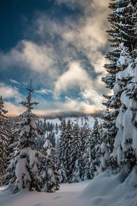 Превью обои горы, снег, зима, ели, ветки, небо