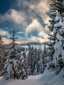 Превью обои горы, снег, зима, ели, ветки, небо