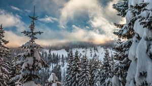 Превью обои горы, снег, зима, ели, ветки, небо