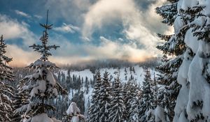 Превью обои горы, снег, зима, ели, ветки, небо