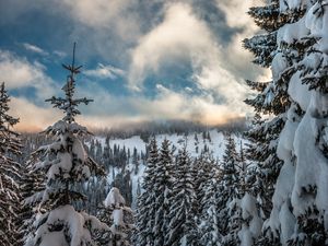 Превью обои горы, снег, зима, ели, ветки, небо