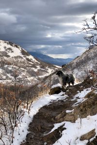 Превью обои горы, собака, вершины, весна