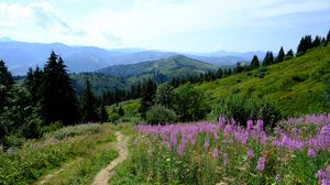 Превью обои горы, тропинка, трава, цветы, деревья, природа