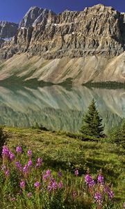 Превью обои горы, цветы, озеро, канада, отражение, зеркало