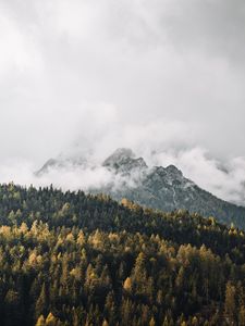 Превью обои горы, туман, деревья, лес