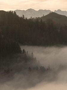 Превью обои горы, туман, деревья, сумерки