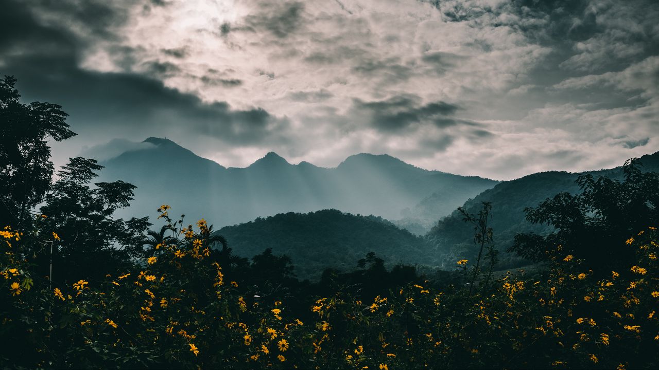Обои горы, туман, цветы, облака