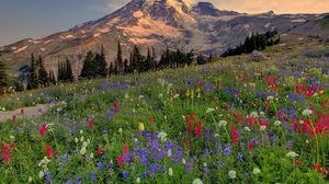 Превью обои горы, вершина, растительность, поляна, цветы, разноцветные, вечер