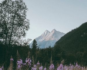 Превью обои горы, вершины, цветы, ветки
