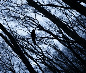 Превью обои грач, птица, ветки