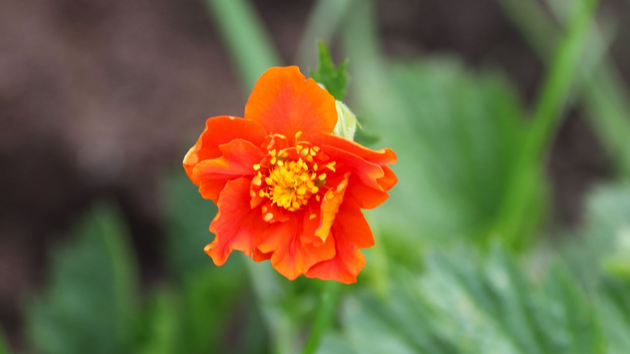 Обои гравилат, цветок, лепестки, макро, оранжевый