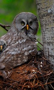 Превью обои great gray owl, сова, птенец, детеныш, крылья, хищник