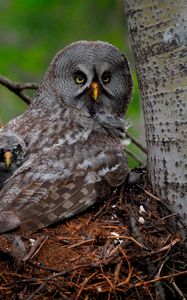 Превью обои great gray owl, сова, птенец, детеныш, крылья, хищник