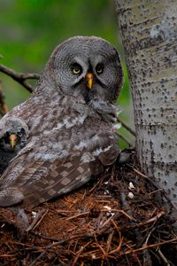 Превью обои great gray owl, сова, птенец, детеныш, крылья, хищник