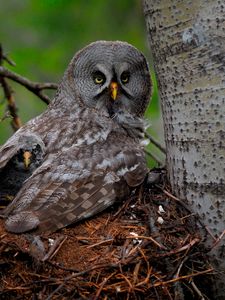 Превью обои great gray owl, сова, птенец, детеныш, крылья, хищник