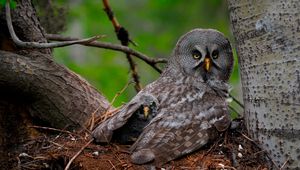 Превью обои great gray owl, сова, птенец, детеныш, крылья, хищник