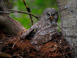 Превью обои great gray owl, сова, птенец, детеныш, крылья, хищник