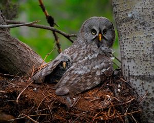 Превью обои great gray owl, сова, птенец, детеныш, крылья, хищник