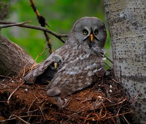 Превью обои great gray owl, сова, птенец, детеныш, крылья, хищник