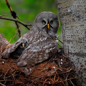 Превью обои great gray owl, сова, птенец, детеныш, крылья, хищник