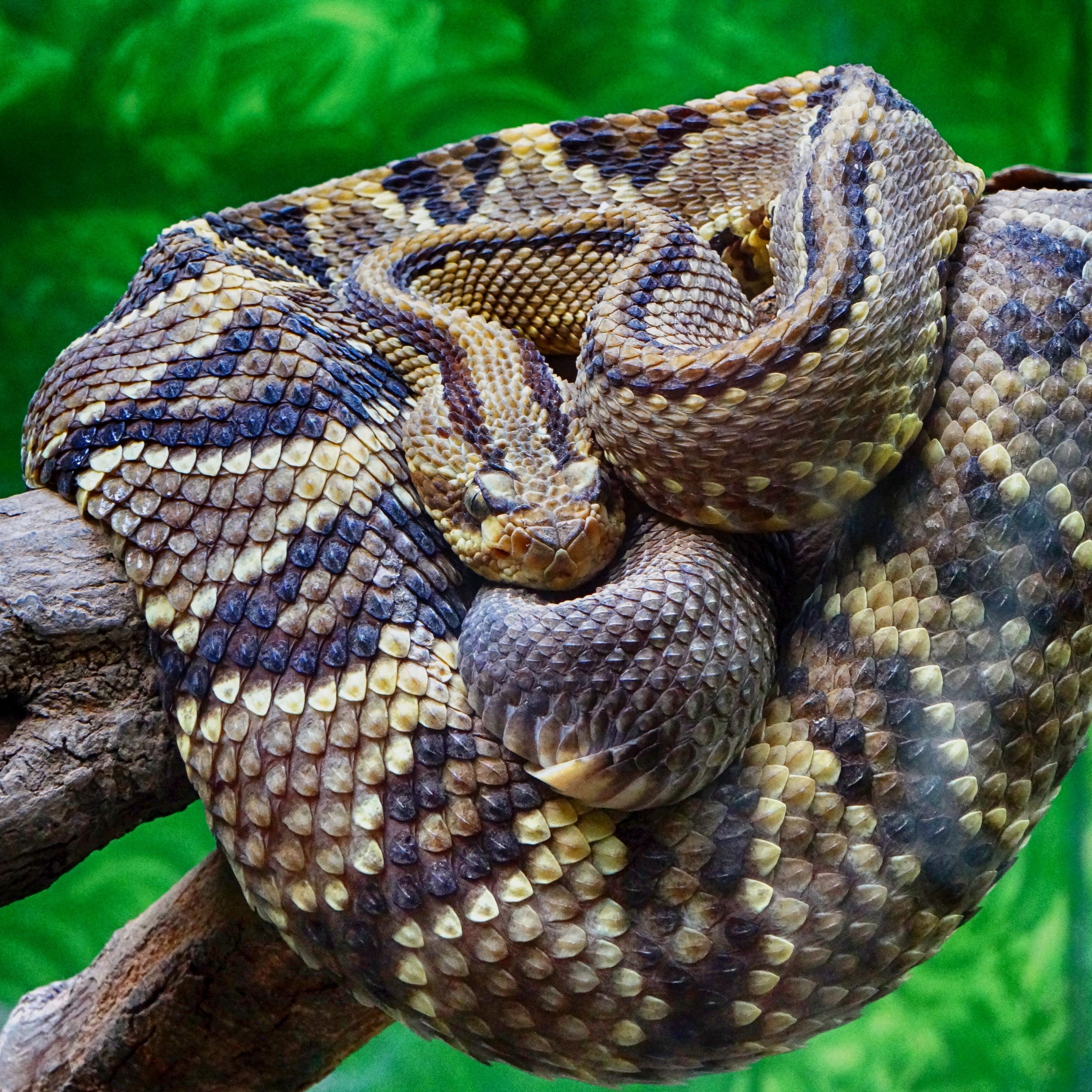 Тропическая змея 4. Ямкоголовая гадюка. Гремучая гадюка. Змея Тайпан голубая. Гремучая змея чешуя.
