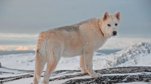 Превью обои гренландская собака, собака, снег