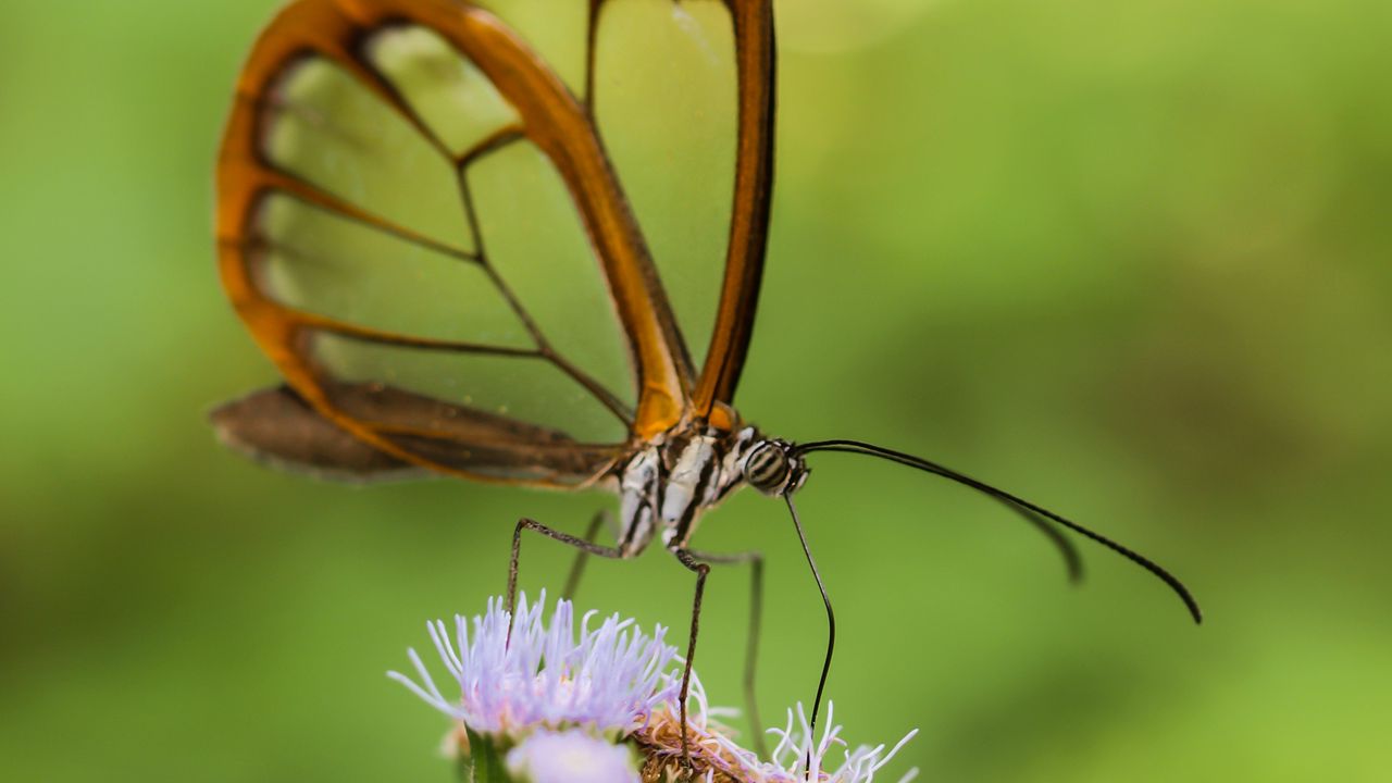 Обои грета ото, бабочка, крылья, прозрачный, цветок