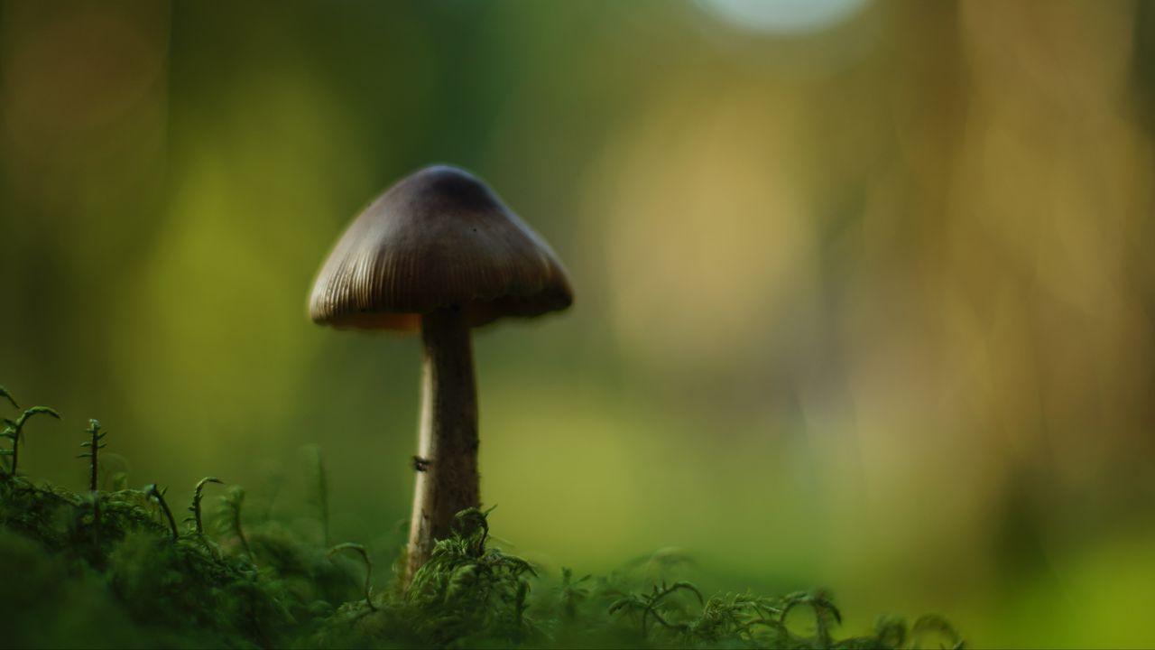 Обои гриб, блюр, мох, макро, зеленый