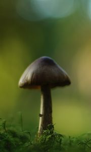 Превью обои гриб, блюр, мох, макро, зеленый