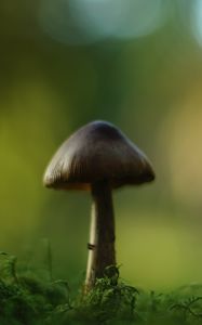 Превью обои гриб, блюр, мох, макро, зеленый
