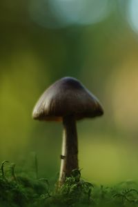 Превью обои гриб, блюр, мох, макро, зеленый