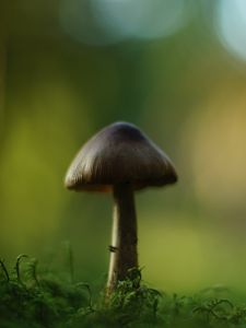 Превью обои гриб, блюр, мох, макро, зеленый